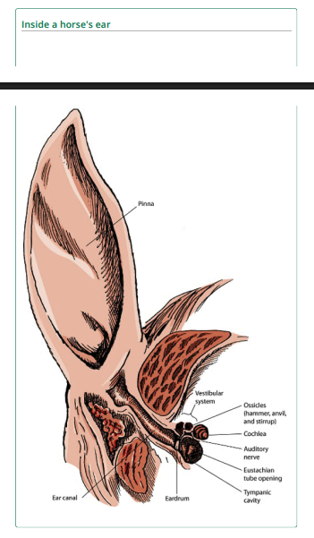 Wisconsin_horses ear